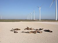La mortalidad de aves y murciélagos se dispara con los grandes aerogeneradores de última generación