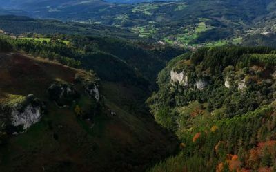 Día Internacional de los Bosques: Enkarterri Bizirik denuncia el impacto de los macroproyectos eólicos
